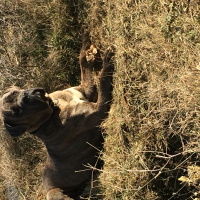 Cane Corso Italiano, Köpek  Kıtmir fotoğrafı
