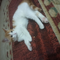 Sarman, Kedi  Sarman fotoğrafı