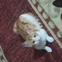 Sarman, Kedi  Sarman fotoğrafı