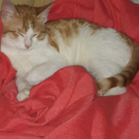 Sarman, Kedi  Sarman fotoğrafı