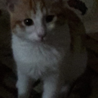 Sarman, Kedi  Sarman fotoğrafı