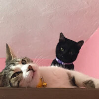 Bombay, Kedi  casper fotoğrafı