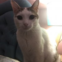 Tekir Kedi, Kedi  Loki fotoğrafı