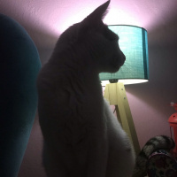 Tekir Kedi, Kedi  Loki fotoğrafı