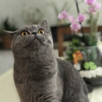 British Shorthair, Kedi  Midye fotoğrafı