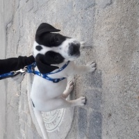 Dogo Arjantin, Köpek  Zeus fotoğrafı