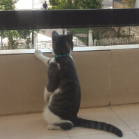 Tekir Kedi, Kedi  Kucu fotoğrafı