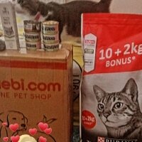 Tekir Kedi, Kedi  Kucu fotoğrafı