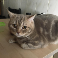 British Shorthair, Kedi  Gofret fotoğrafı