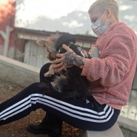 Yorkshire Terrier, Köpek  HERA fotoğrafı