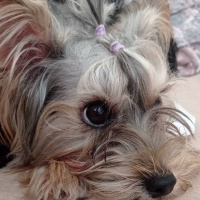 Yorkshire Terrier, Köpek  HERA fotoğrafı