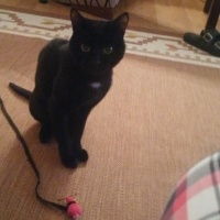 Bombay, Kedi  Grobi fotoğrafı