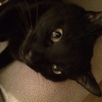 Bombay, Kedi  Grobi fotoğrafı