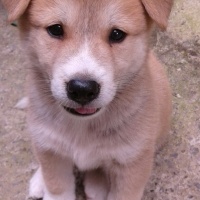 Akita İnu, Köpek  Rex fotoğrafı