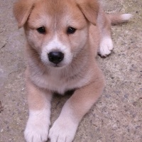 Akita İnu, Köpek  Rex fotoğrafı