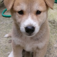 Akita İnu, Köpek  Rex fotoğrafı