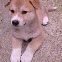 Akita İnu, Köpek  Rex fotoğrafı