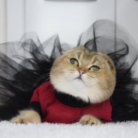 Scottish Fold, Kedi  Mila fotoğrafı