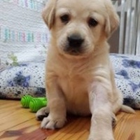 Golden Retriever, Köpek  gofret fotoğrafı