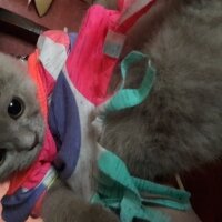 British Shorthair, Kedi  DEFNE HAYAT  fotoğrafı