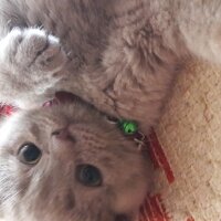 British Shorthair, Kedi  DEFNE HAYAT  fotoğrafı