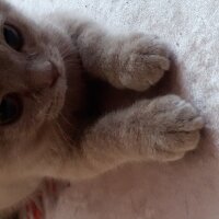 British Shorthair, Kedi  DEFNE HAYAT  fotoğrafı