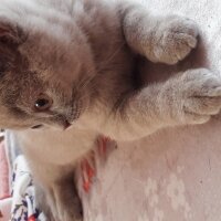 British Shorthair, Kedi  DEFNE HAYAT  fotoğrafı