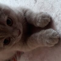 British Shorthair, Kedi  DEFNE HAYAT  fotoğrafı