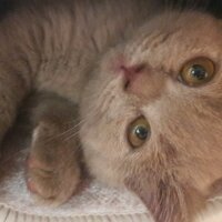 British Shorthair, Kedi  DEFNE HAYAT  fotoğrafı