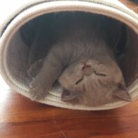 British Shorthair, Kedi  DEFNE HAYAT  fotoğrafı