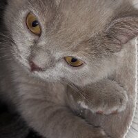 British Shorthair, Kedi  DEFNE HAYAT  fotoğrafı