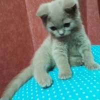 British Shorthair, Kedi  DEFNE HAYAT  fotoğrafı