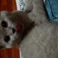 British Shorthair, Kedi  DEFNE HAYAT  fotoğrafı