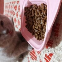 British Shorthair, Kedi  DEFNE HAYAT  fotoğrafı