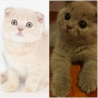 British Shorthair, Kedi  DEFNE HAYAT  fotoğrafı