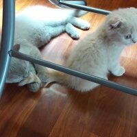 British Shorthair, Kedi  DEFNE HAYAT  fotoğrafı