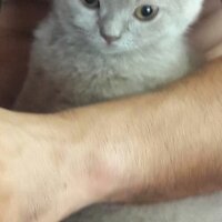 British Shorthair, Kedi  DEFNE HAYAT  fotoğrafı