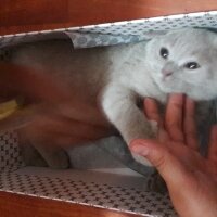 British Shorthair, Kedi  DEFNE HAYAT  fotoğrafı