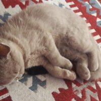 British Shorthair, Kedi  DEFNE HAYAT  fotoğrafı