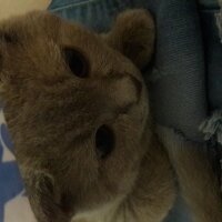 British Shorthair, Kedi  DEFNE HAYAT  fotoğrafı