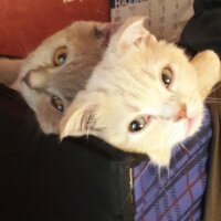 British Shorthair, Kedi  DEFNE HAYAT  fotoğrafı