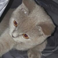 British Shorthair, Kedi  DEFNE HAYAT  fotoğrafı