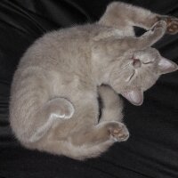 British Shorthair, Kedi  DEFNE HAYAT  fotoğrafı