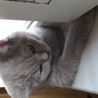 British Shorthair, Kedi  DEFNE HAYAT  fotoğrafı