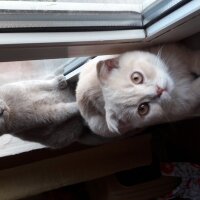 British Shorthair, Kedi  DEFNE HAYAT  fotoğrafı