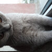 British Shorthair, Kedi  DEFNE HAYAT  fotoğrafı