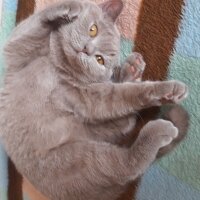 British Shorthair, Kedi  DEFNE HAYAT  fotoğrafı