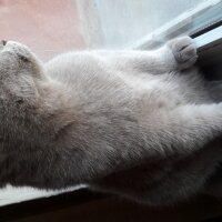 British Shorthair, Kedi  DEFNE HAYAT  fotoğrafı