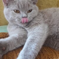 British Shorthair, Kedi  DEFNE HAYAT  fotoğrafı