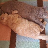 British Shorthair, Kedi  DEFNE HAYAT  fotoğrafı